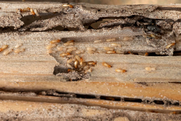 Best Bed Bug Extermination  in Buffalo, OK