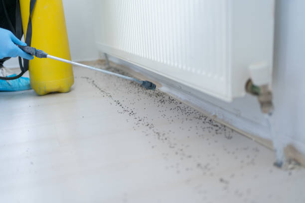Best Insect Control  in Buffalo, OK
